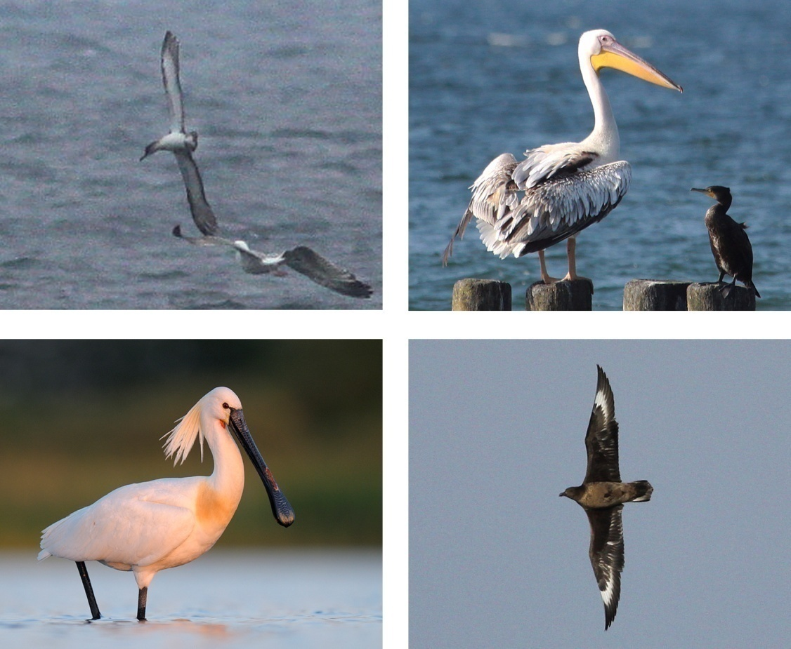 S p ra woz da n ia Fot. 1. Burzyk żółtodzioby / Cory's Shearwater, Piaski, 01.10.2011 (fot. P. Zientek). Fot. 2. Pelikan różowy / Great White Pelican, Wicie, 06.08.2011 (fot. Z. Kajzer). Fot. 3.