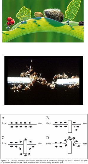 Naturalne Mrówki Pojedyncze mrówki są prymitywnymi owadami z ograniczoną pamięcią i możliwościami ułatwiającymi wykonanie prostych czynności/akcji.