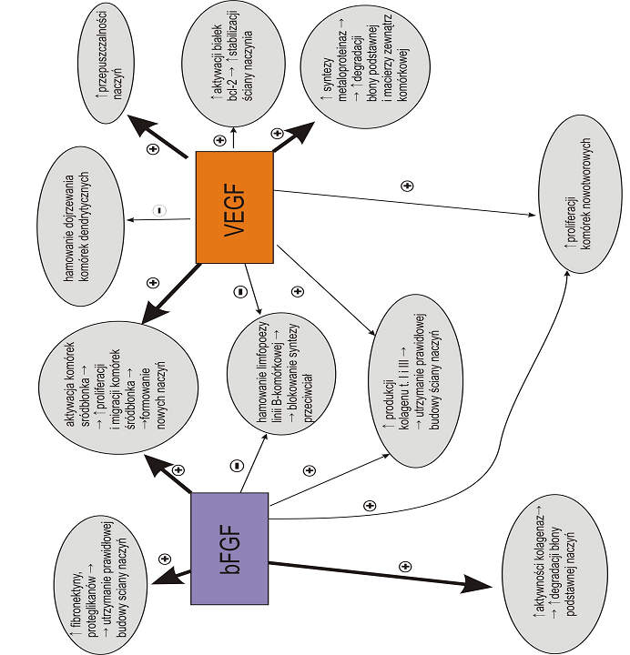 wodniono, e procesy te le ¹ tak e u podstaw patofizjologii wielu schorzeñ, w tym zapalnych i nowotworowych [7,10,16, 17,26,42,44,46,47].