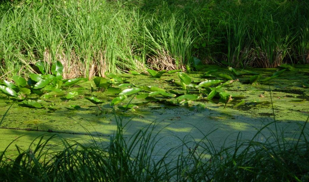 Grzyś Dział Systemów Produkcji Rolnej