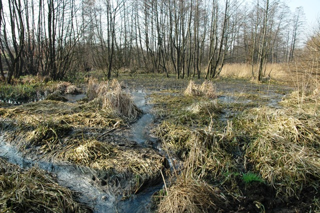 Stawy w Masłomiący (1), mokradło w Baryczy (2), ocieplanie bloku w sezonie lęgowym na Ruczaju (3,4), dolina Prądnika (5),