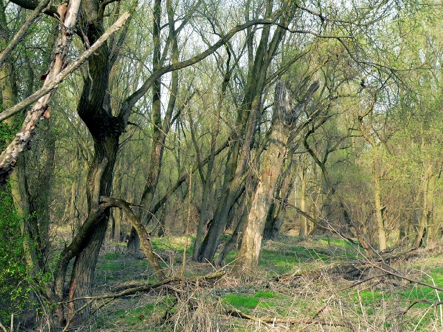 ręce prezydenta Krakowa wnioski o utworzenie