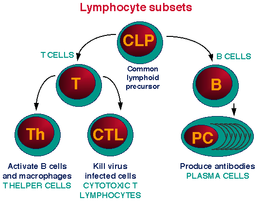 Limfocyty T Uczestniczą w odpowiedzi typu komórkowego. Nabywają, jako tymocyty, kompetencji pod wpływem grasicy (Thymus).