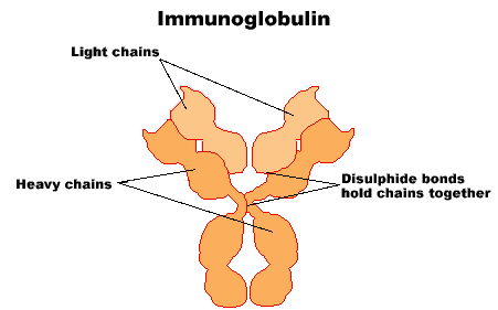 Przeciwciała (immunoglobuliny) Glikoproteiny syntetyzowane przez komórki plazmatyczne IgG ok. 75% Ig surowicy krwi. Przenika przez barierę krew-łożysko. IgM ok. 10% Ig surowicy krwi.