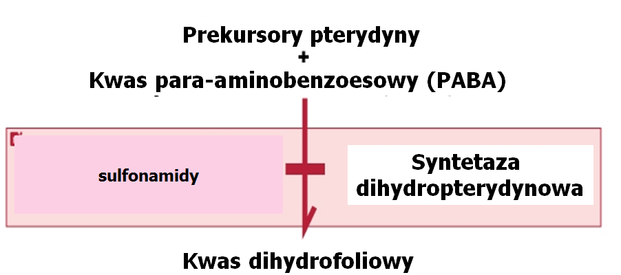 Chemioterapeutyki II- wyciąg z prezentacji Fluorowane chinolony Mechanizm działania inhibitory gyrazy Farmakokinetyka Biodostępność: interakcje z pokarmami Metabolizm: zależnie od leku Wydalanie: