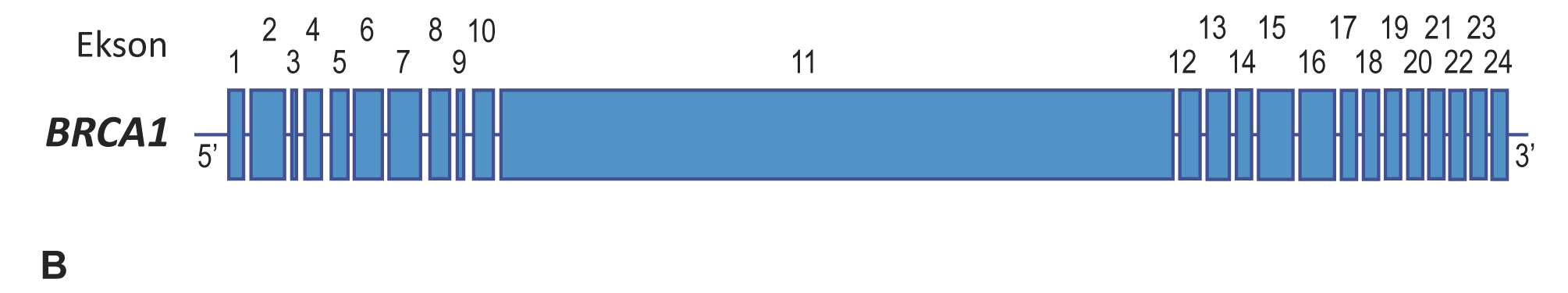 Bannayan-Riley- Rivalcaba, zespół Lyncha). Ryc. 12.9. Gen BRCA1 oraz białko przez niego kodowane. A. Schemat genu BRCA1 (tylko eksony) z zaznaczonymi miejscami najczęściej zachodzących mutacji.