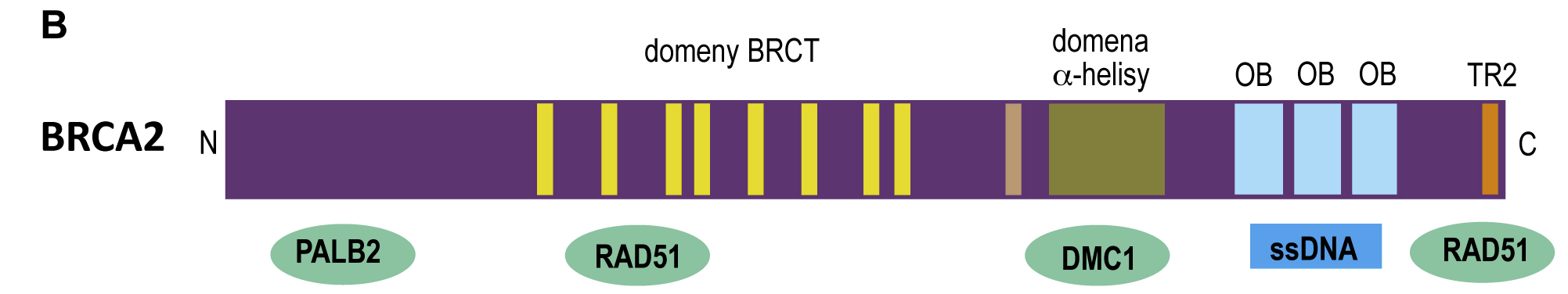 12. Diagnostyka molekularna chorób uwarunkowanych defektami 321 wzrasta wraz z wiekiem (tabela 12.6).