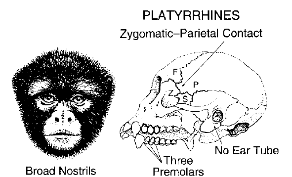 ciemieniowa łączy się szwem z k.