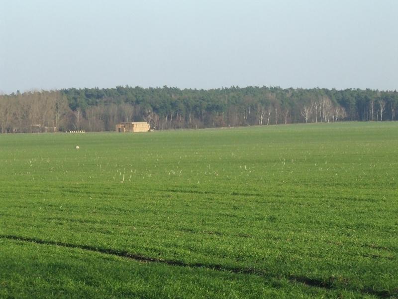 Zdjęcie 8 Krajobraz przyrodniczy wsi Krzyżanowo Źródło: Urząd Miejski w Śremie Na terenie miejscowości Krzyżanowo występują również łąki zalewowe (łęgi topolowe i topolowo-wierzbowe z licznymi