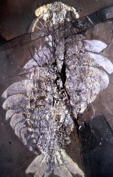 PIERWSZE kambryjskie stawonogi odnóża chwytne radialny aparat gębowy Anomalocaris jako stawonóg: zesklerytyzowane człony co najmniej pierwszej pary odnóży, oczy złożone,