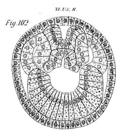 gonady stoma anus aorta brzuszna grzbietowe położenie bloków mięśniowych zgodne z rozwojem zarodkowym lancetnika deuterostomia i