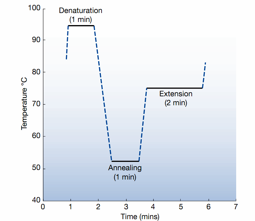 PCR Cykl: 1. denaturacja 2.