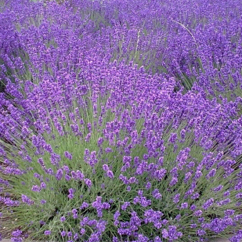 Lawenda wąskolistna/lavandula angustifolia Lawenda wąskolistna to zimozielona krzewinka dorastająca do około 50 cm wysokości. Tworzy zwarte, regularne kępy.