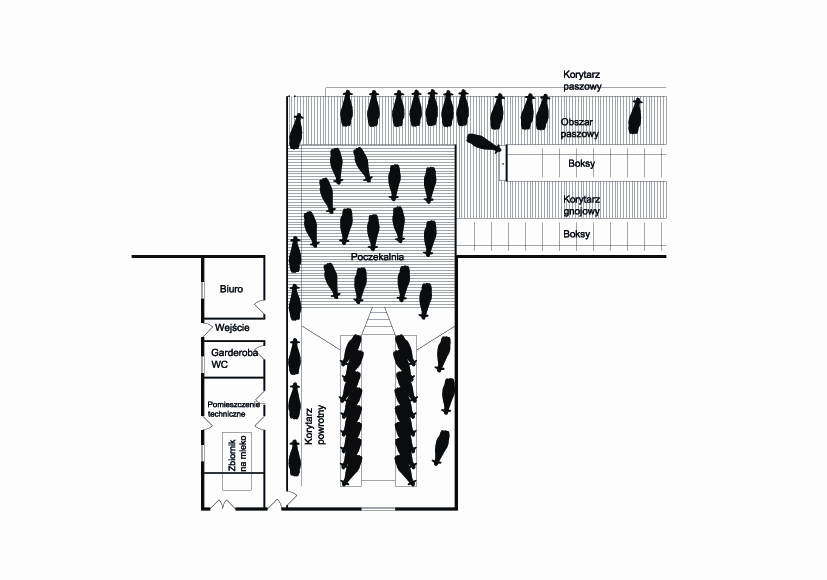 Rys 20 Projekt budynku inwentarskiego dla krów mlecznych, gdzie krowy wydojone trafiają do obszaru paszowego i dopiero później do wypoczynkowego; zwiększa to odstęp czasowy pomiędzy dojeniem a