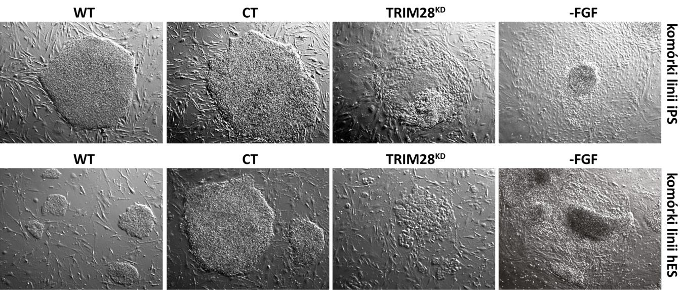 Ryc. 35 Analiza cytometryczna procesu apoptozy w komórkach traktowanych sirna specyficznym dla genu TRIM28 (TRIM28KD) w odniesieniu do komórek typu dzikiego (WT).