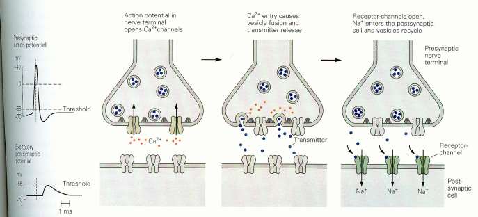 Budowa i działanie synapsy chemicznej Impuls nerwowy dochodzący do zakończenia aksonu powoduje otwarcie kanałów wapniowych w błonie presynaptycznej.