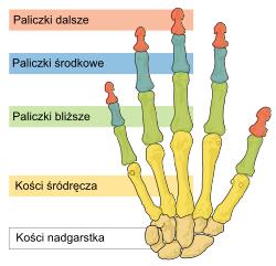 II. MATERIAŁ DO REALIZACJI ZADAŃ ZAWODOWYCH 2.1. Budowa dłoni, stóp i paznokci Kości ręki dzieli się na trzy podstawowe grupy: kości nadgarstka, kości śródręcza, kości palców.