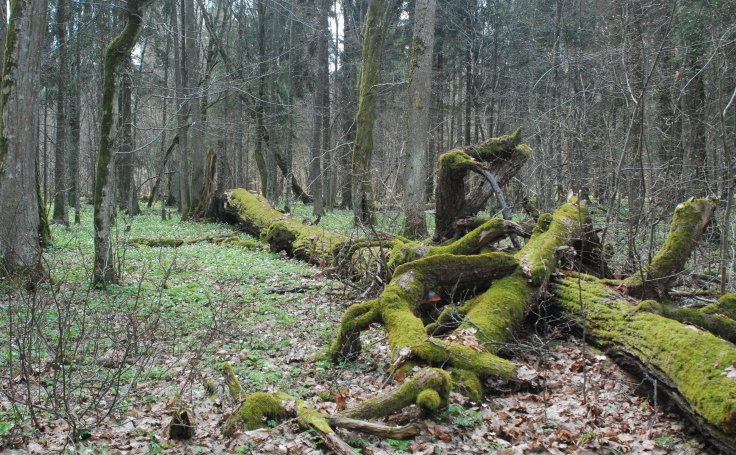 Wprowadzenie Przedmioty ochrony SDF PZO Siedliska 10 10 Ptaki 28 27 Ptaki 5 6 Ssaki 6 6 Płazy