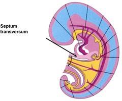 * Powstaje już w 3 tyg życia jako septum transversum przebiegając od przedniej strony gardła do przedniej strony zawiązka kregosłupa, stąd unerwienie od C4 mamy