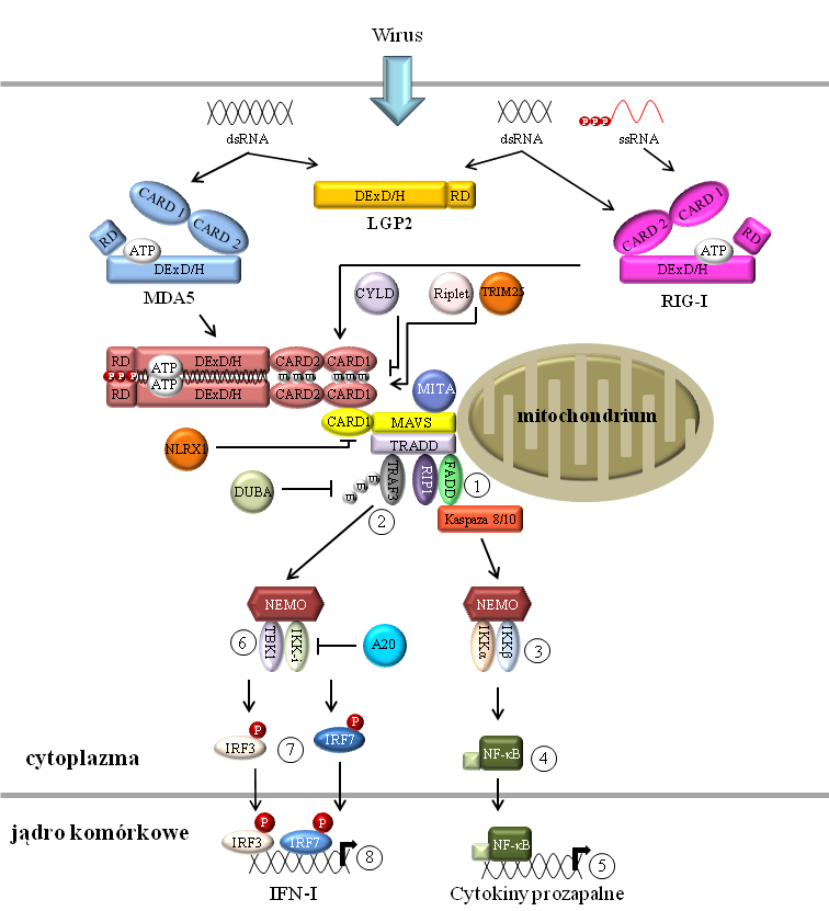 Jabłońska A., Paradowska E. Rola receptorów RIG-I-podobnych w odpowiedzi przeciwwirusowej Ryc. 2.
