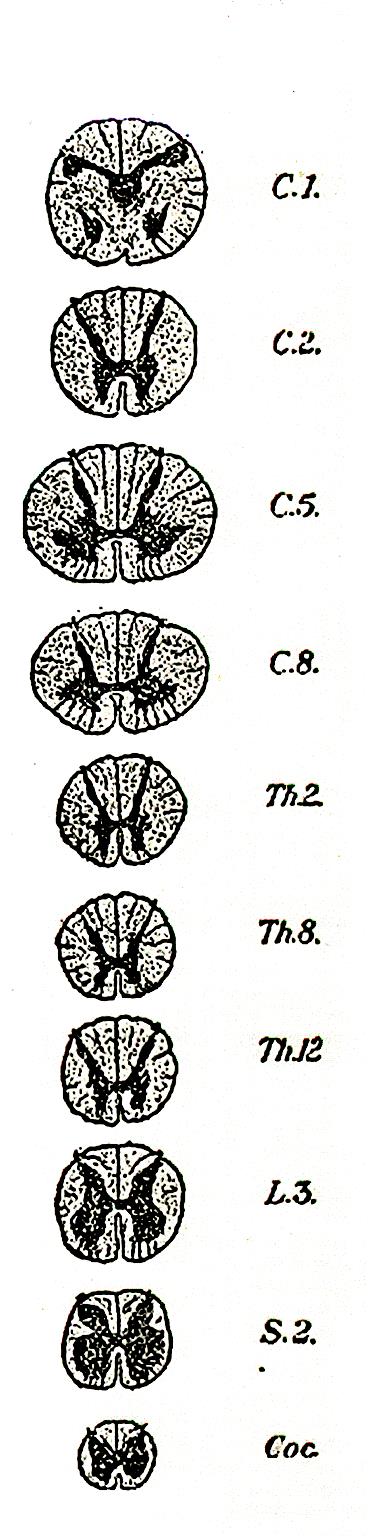 Szyjne: C 1-8 C1-8 Rdzeń kręgowy Th 1-12 Piersiowe: Th 1-12 Stożek końcowy