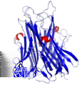 E 1 Chemiczna struktura prostaglandyny I 2 Struktura ludzkiej rekombinowanej interleukiny 4 Model TNF-α wymienia się także ich rolę w przebudowie tkanek i gojeniu ran (też w regeneracji nerwów),