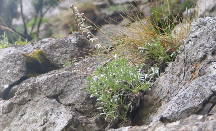 Bylica skalna Artemisia eriantha Fot. 1. Bylica skalna na stanowisku w Piekle pod Kop Kondrack ( E. Walusiak) I. INFORMACJA O GATUNKU 1. Przynale no systematyczna Rodzina: astrowate Asteraceae 2.