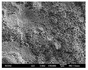 Rezystancyjny czujnik zintegrowany Porowata czuła warstwa w postaci nanodrutów WO 3 Fotografia zintegrowanego