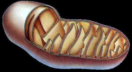 z cytoplazmy do mitochondrium ODDYCHANIE tlenowe mitochondriów cytrynian mitochondrium Hans A.