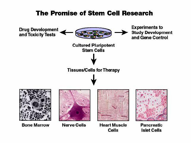 Perspektywy badań komórek macierzystych Badanie leków, testy cytotoksyczności Badanie rozwoju, kontroli genów Pluripotencjalne komórki