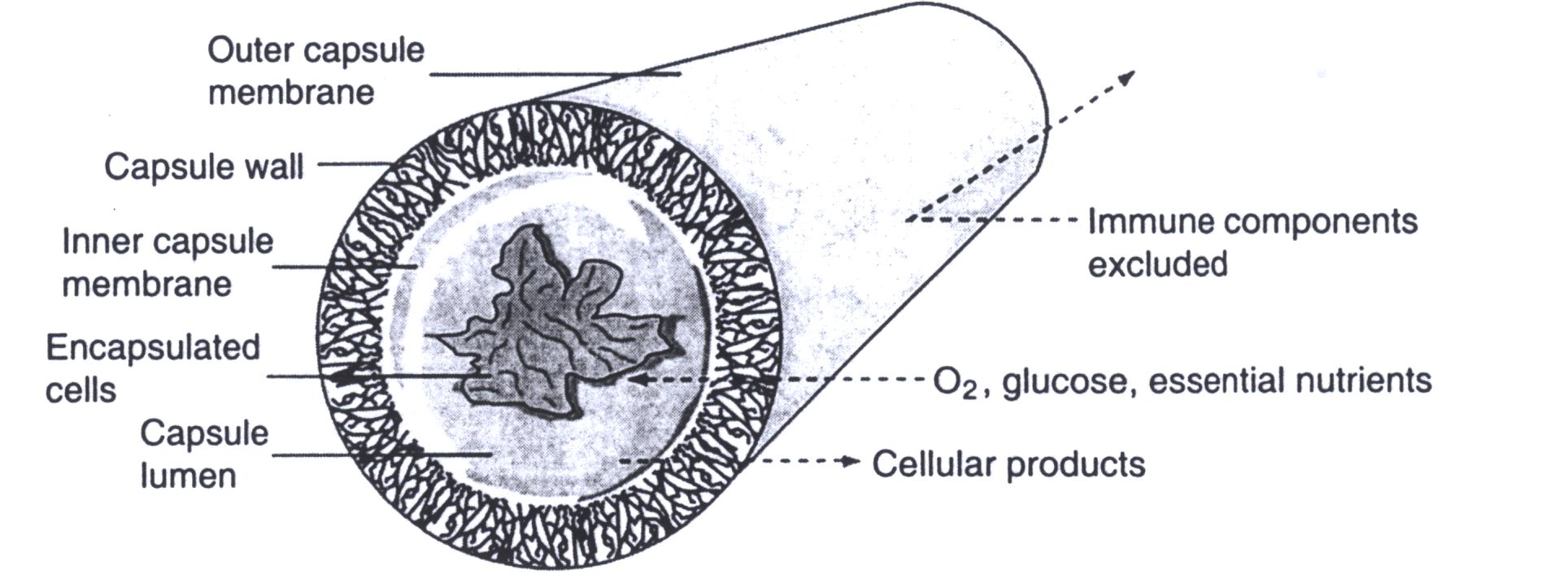 IMMUNOIZOLACJA terapia biohybrydowa enkapsulacja technologia -