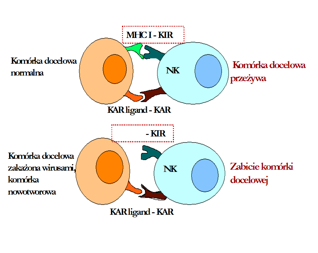 Zmiany aktywności komórek NK aktywność cytotoksyczna odpowiedź na cytokiny transdukcja