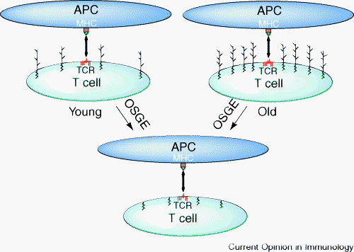 Interakcje T-APC w przebiegu starzenia Sjaloglikoproteiny