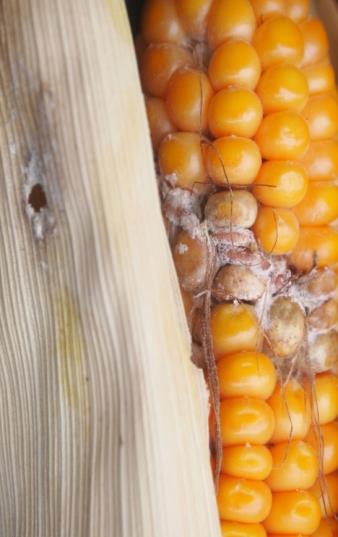 Podzadanie 2: Monitoring zmian składu gatunkowego w populacji Fusarium spp.