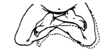 Rysunek 4 Rysunek 5 Rysunek 3: Pozycja pełnego lotosu Rysunek 6 Rysunek 7: Pozycja półlotosu Kiedy prawa stopa jest na lewym udzie, taka pozycja nazywana jest kissho-za, natomiast kiedy lewa stopa