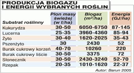 Do uprawy kukurydzy pod kątem biogazowni powinno się przeznaczać przede wszystkim odmiany późniejsze, o liczbie FAO 250-290 lub nawet do 350, gdyż maja one tendencję do wytwarzania większej masy