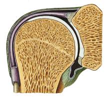 Nocyreceptory Aδ i C Hockaday J.,Whitty C.