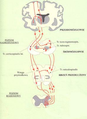 Mechanizmy zmian odruchowych Nocyreceptory Aδ i C Komórki ruchowe α i γ Neurony ruchowe α i γ Jądro pośrednio - boczne Neurony współczulne