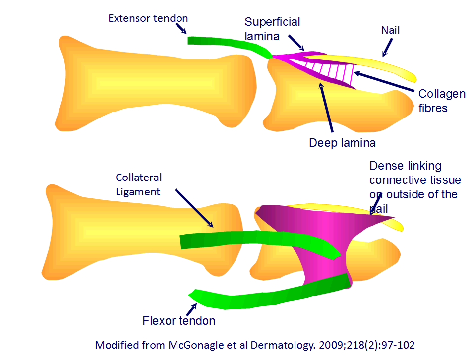 Więzadła stabilizujace staw międzypaliczkowy zakotwiczają się w zwartej tkance łacznej która stabilizuje paznokieć na powierzchniach bocznych