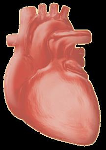 Mechanizmy i skutki odpowiedzialne za kardiologiczne następstwa hipoglikemii Hipoglikemia SKUTKI może być niebezpieczna?