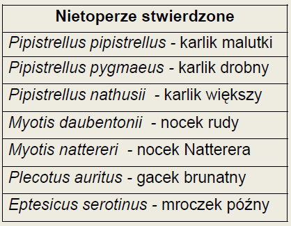 Myotis dasycneme - nocek