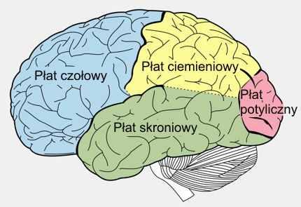 Istnieje ścisła zależność pomiędzy aktywnością