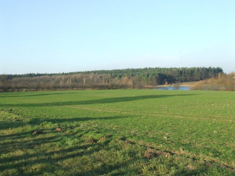 Zdjęcie 10 Krajobraz przyrodniczy wsi Psarskie Źródło: Urząd Miejski w Śremie Na terenie miejscowości Psarskie znajdują się także łąki zalewowe (łęgi topolowe i topolowo-wierzbowe z licznymi