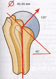 Rycina 1 Wymiary i kąty pochylenia głowy kości ramiennej (źródło: Kapandji I. The physiology of the joints ) Powierzchnia stawowa łopatki ustawiona jest w pochyleniu 5 i retrowersji 7 (8 10).