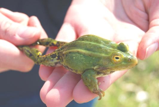 Warunki ingerencji w obszary Natura 2000 Realizacja inwestycji pociąga za sobą możliwie najmniejsze szkody dla siedlisk, gatunków i integralności obszaru Nie istnieje