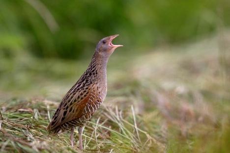 Cenne siedliska i zagrożone gatunki ptaków na obszarach Natura 2000 Pakiet 5.