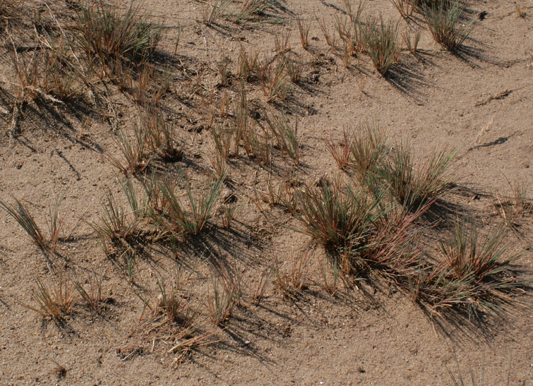 Podłoże piasek Dużo światła Odpowiednia ilość opadów w ciągu roku (zwłaszcza latem) Konieczne