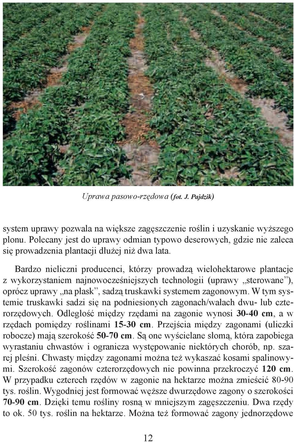 Bardzo nieliczni producenci, którzy prowadzą wielohektarowe plantacje z wykorzystaniem najnowocześniejszych technologii (uprawy sterowane ), oprócz uprawy na płask, sadzą truskawki systemem zagonowym.