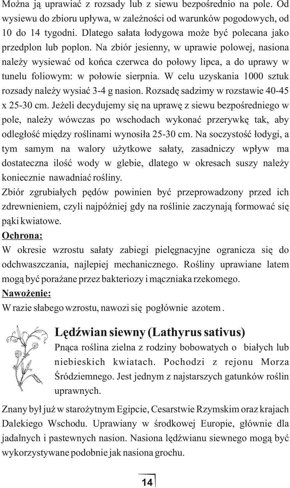 Na zbiór jesienny, w uprawie polowej, nasiona należy wysiewać od końca czerwca do połowy lipca, a do uprawy w tunelu foliowym: w połowie sierpnia.