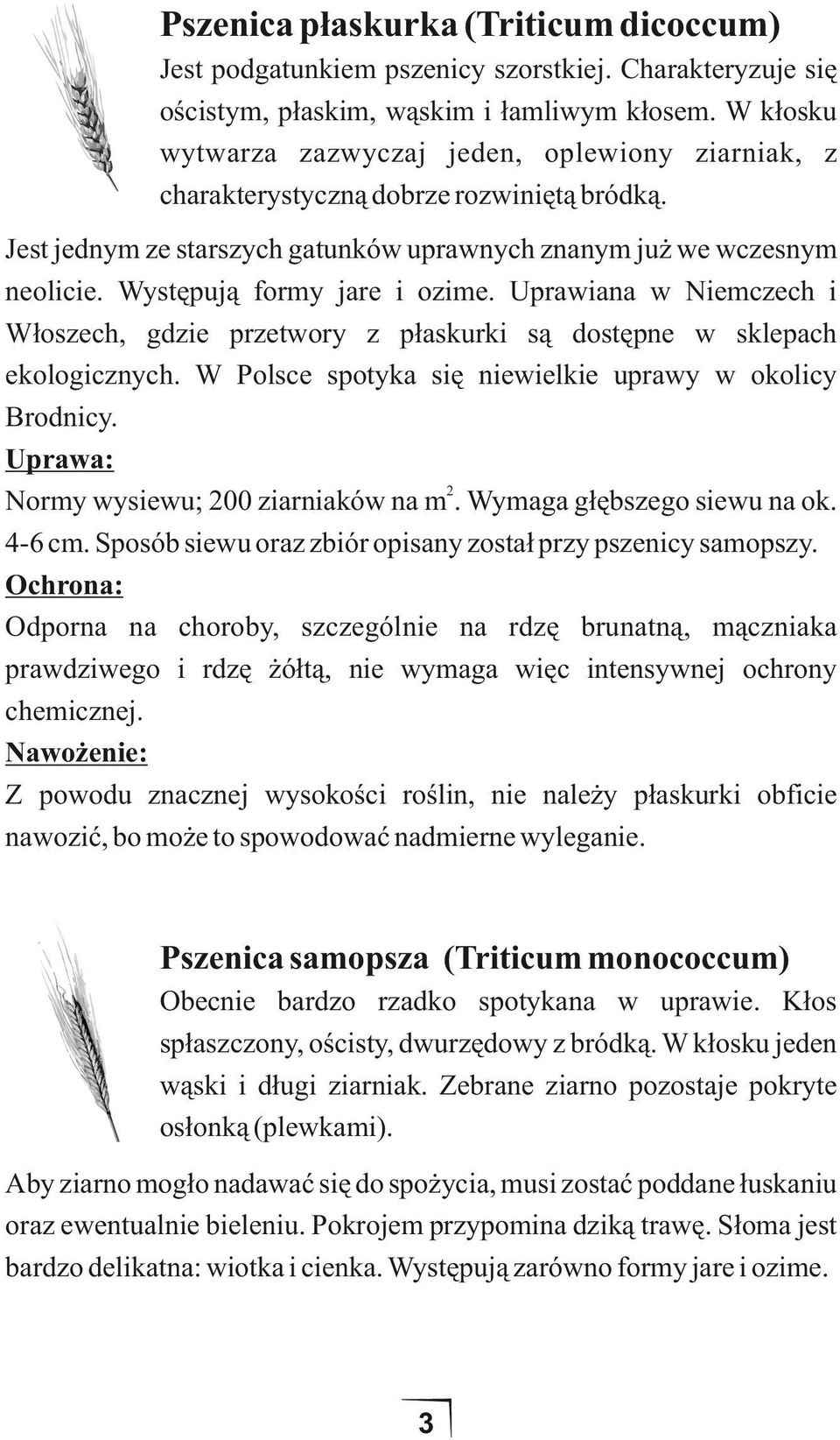 Występują formy jare i ozime. Uprawiana w Niemczech i Włoszech, gdzie przetwory z płaskurki są dostępne w sklepach ekologicznych. W Polsce spotyka się niewielkie uprawy w okolicy Brodnicy.